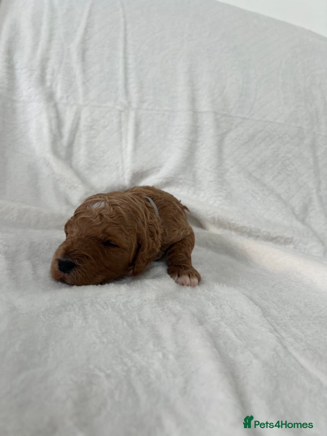 Goldendoodle dogs for sale: Beautiful litter of Goldendoodles  - Image 16