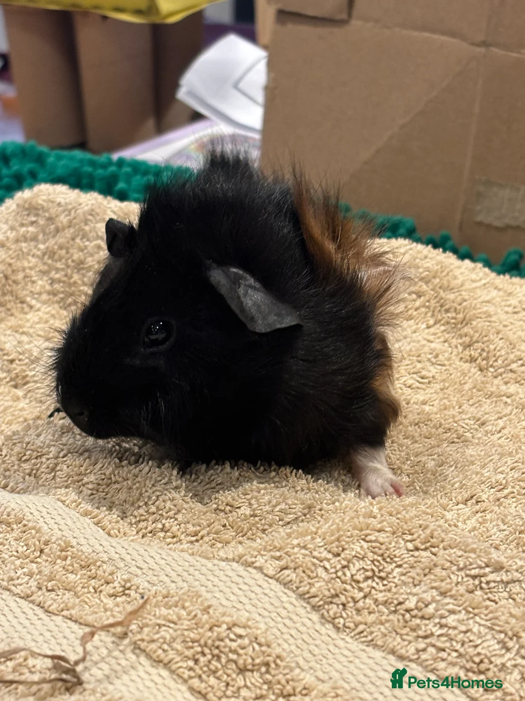 Guinea Pig rodents for sale: Male Baby Guinea Pig Brothers For Sale - Advert 2