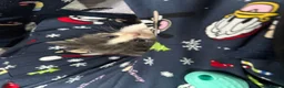 Domestic Shorthair cats for sale: Sweet Little Kittens Looking for New Loving Homes in Birmingham - Advert 1