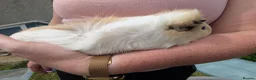 Guinea Pig rodents for sale: Boy guinea pigs  - Advert 9