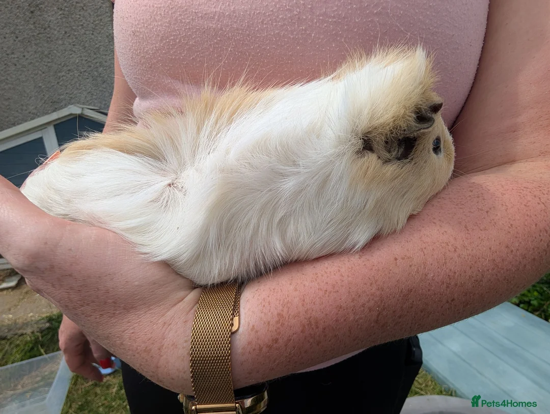 Guinea Pig rodents for sale: Boy guinea pigs  - Advert 9