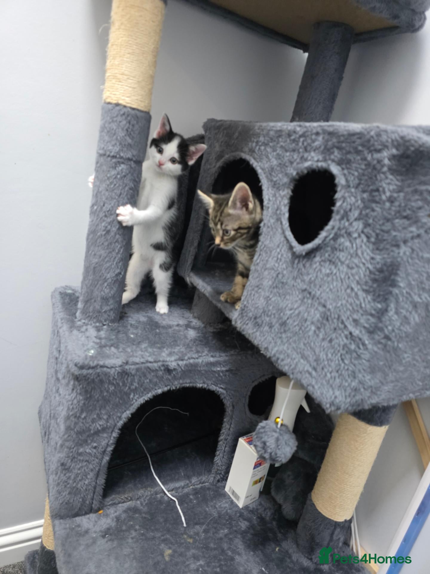 Mixed Breed cats Our beautiful kittens are now ready  - Advert 1