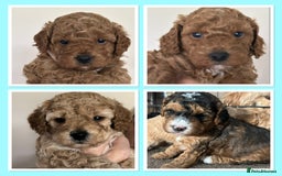 Cockapoo dogs for sale: 4 f2 cockapoos 2 males 1 female  - Image 3