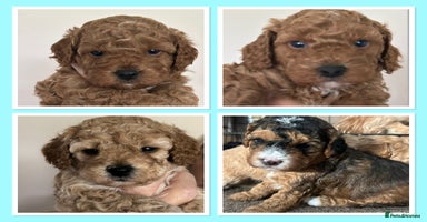Cockapoo dogs - Advert 8
