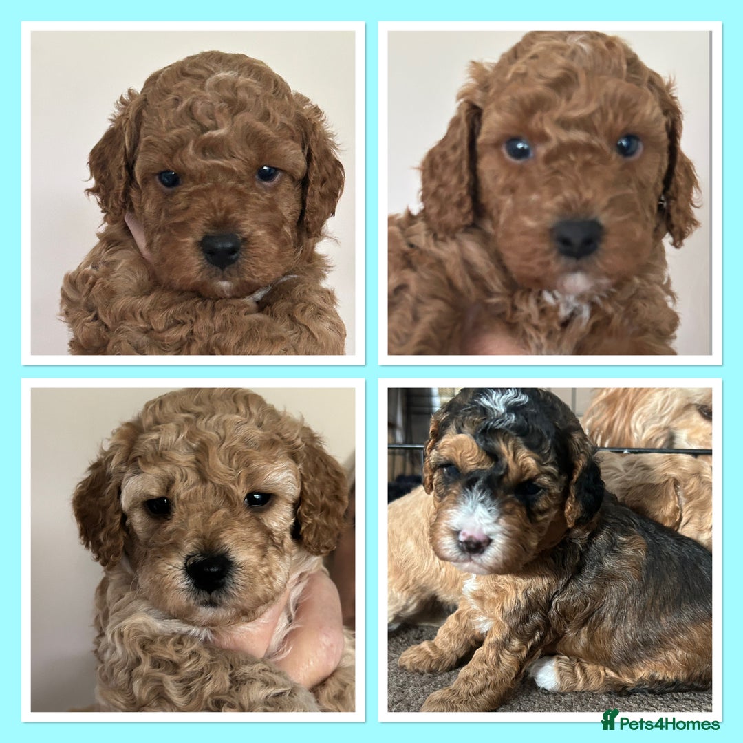 Cockapoo dogs for sale: 4 f2 cockapoos 2 males 1 female  - Image 3