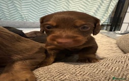 Dachshund dogs for sale: Long haired dachshund  - Image 6