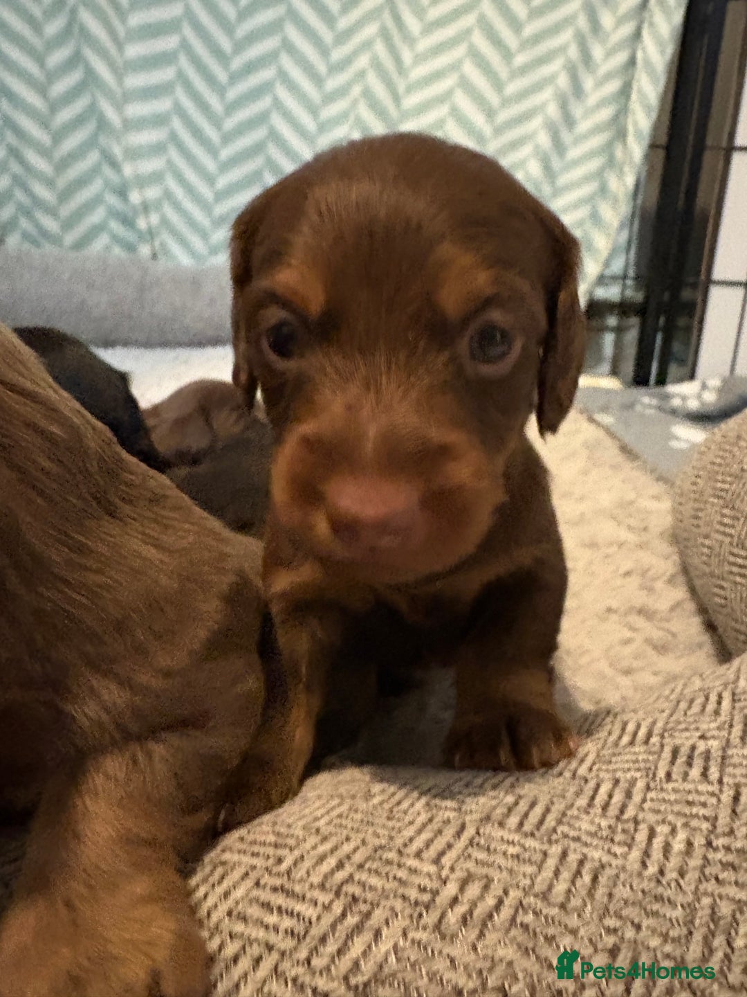 Dachshund dogs for sale: Long haired dachshund  - Image 6
