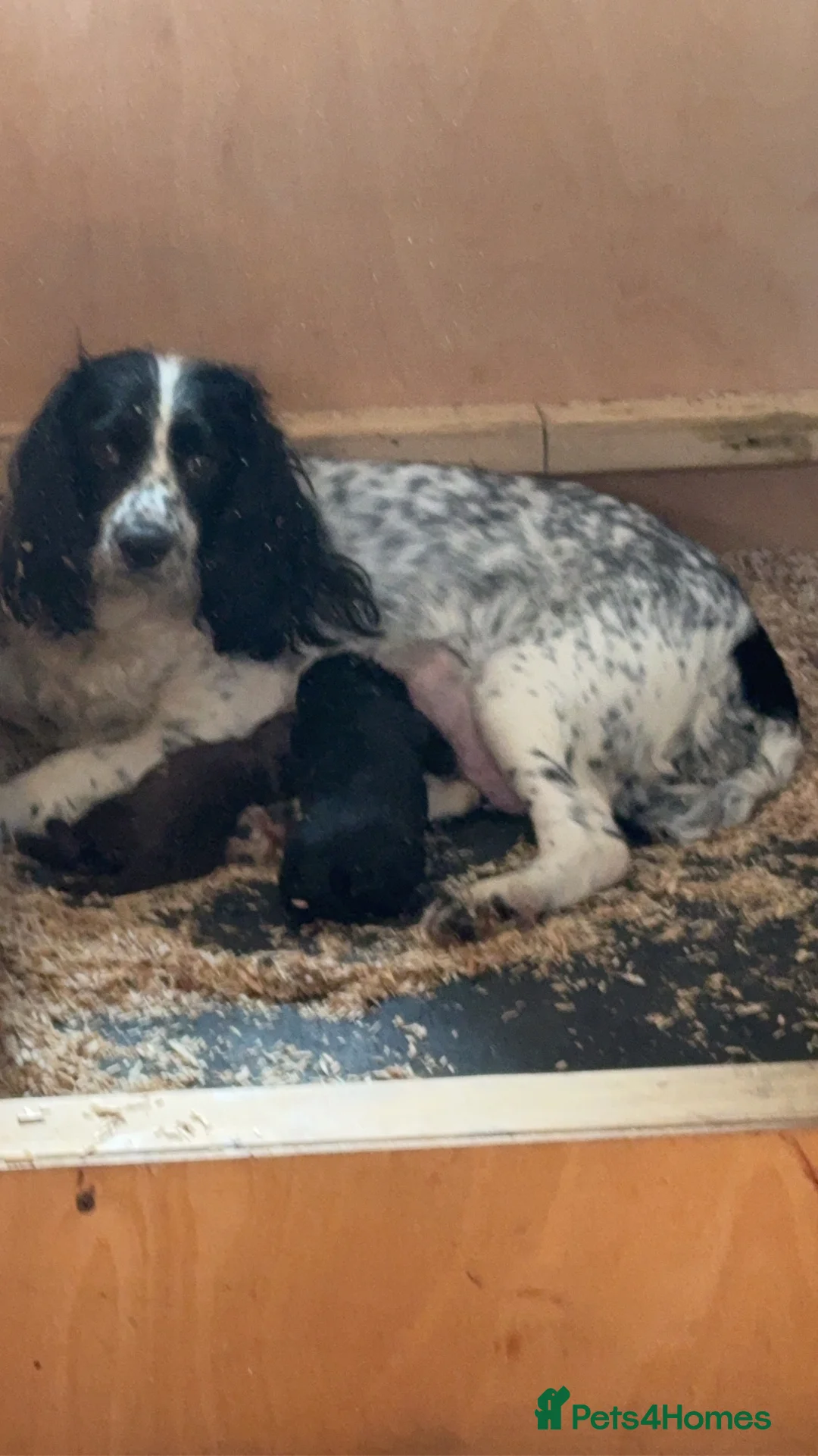 Mixed Breed dogs for sale: Two sprocker poos - Advert 1