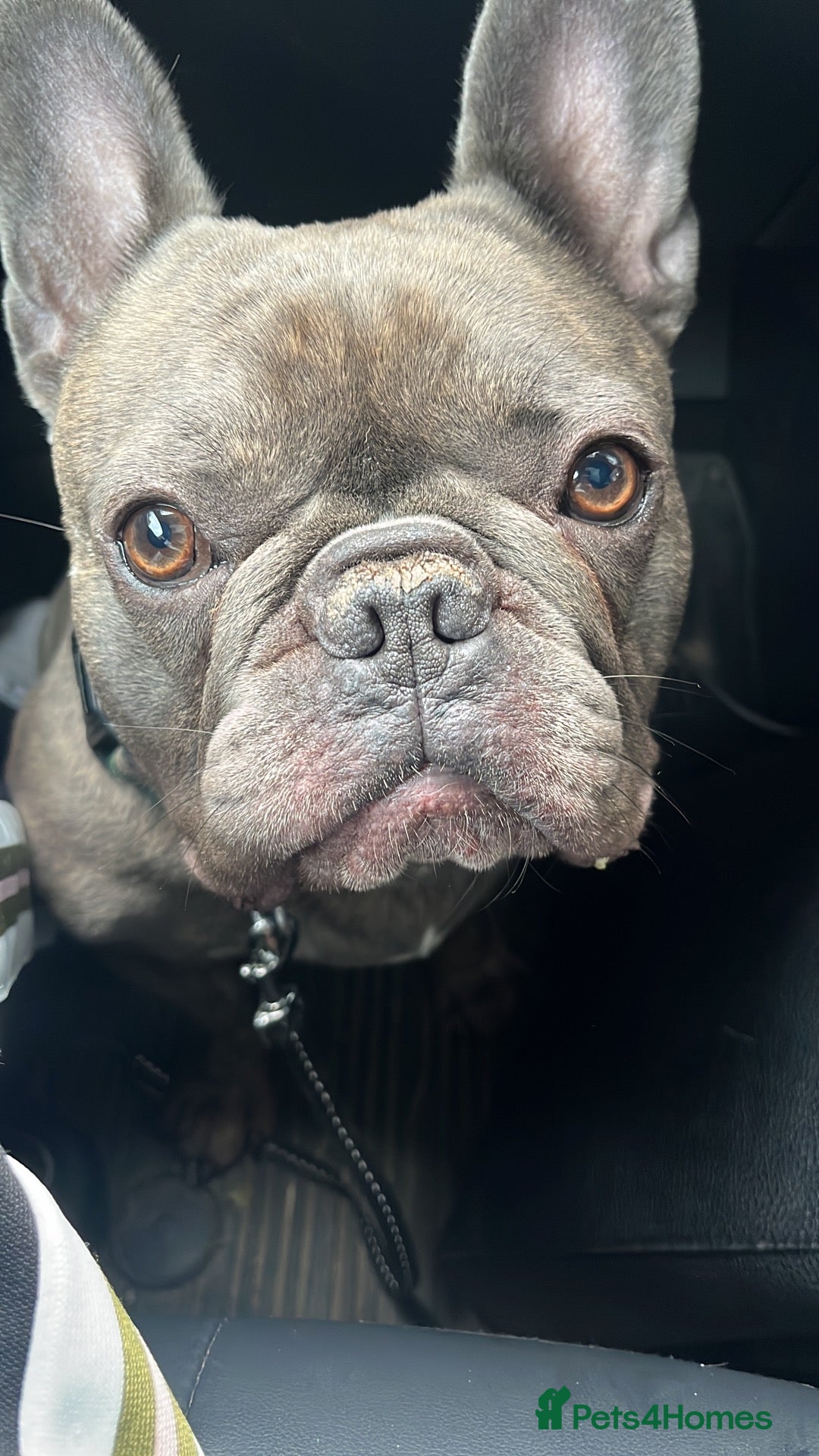 French Bulldog dogs Baloo - Advert 1