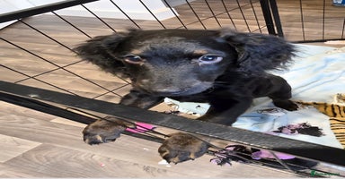 Cockapoo dogs Cockapoo Puppies Looking for Their Forever homes - Advert 5