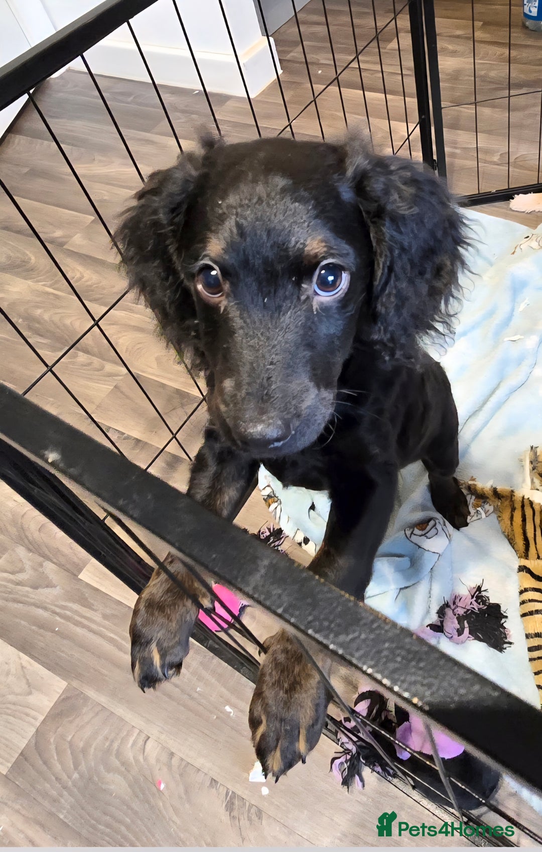 Cockapoo dogs for sale: Cockapoo Puppies Looking for Their Forever homes - Image 3