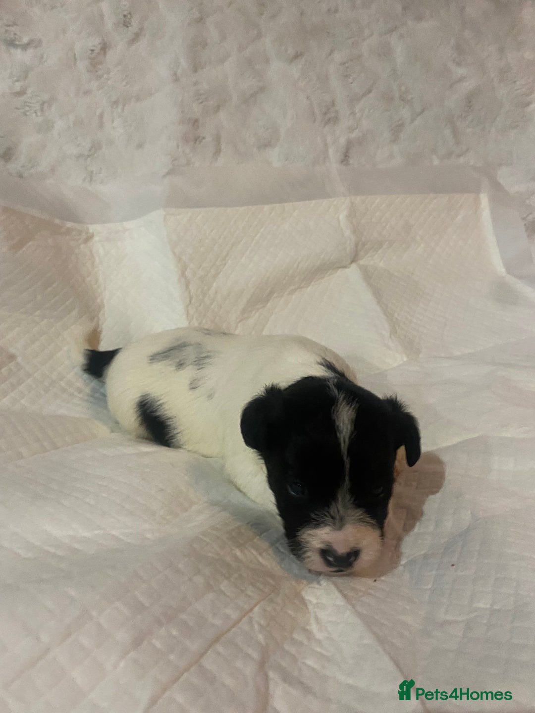 Jackapoo dogs for sale: Jackapoo puppies - Advert 11