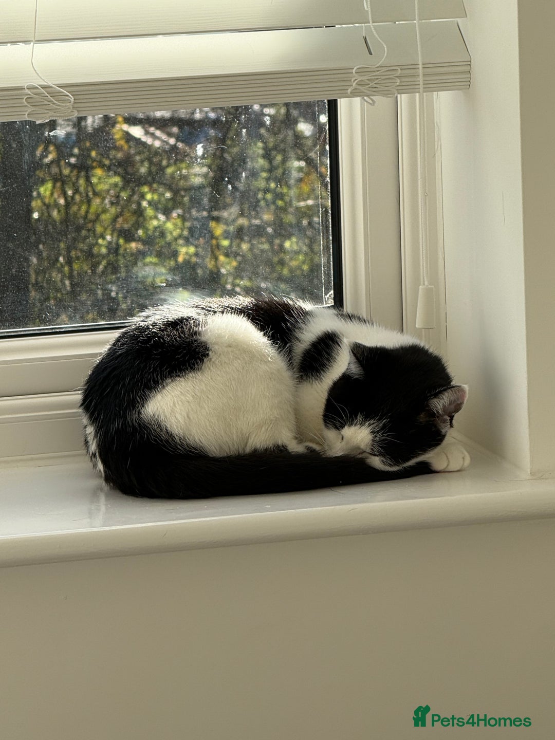 Domestic Shorthair cats for sale: 2 year old microchipped and neutered female cat  - Advert 5