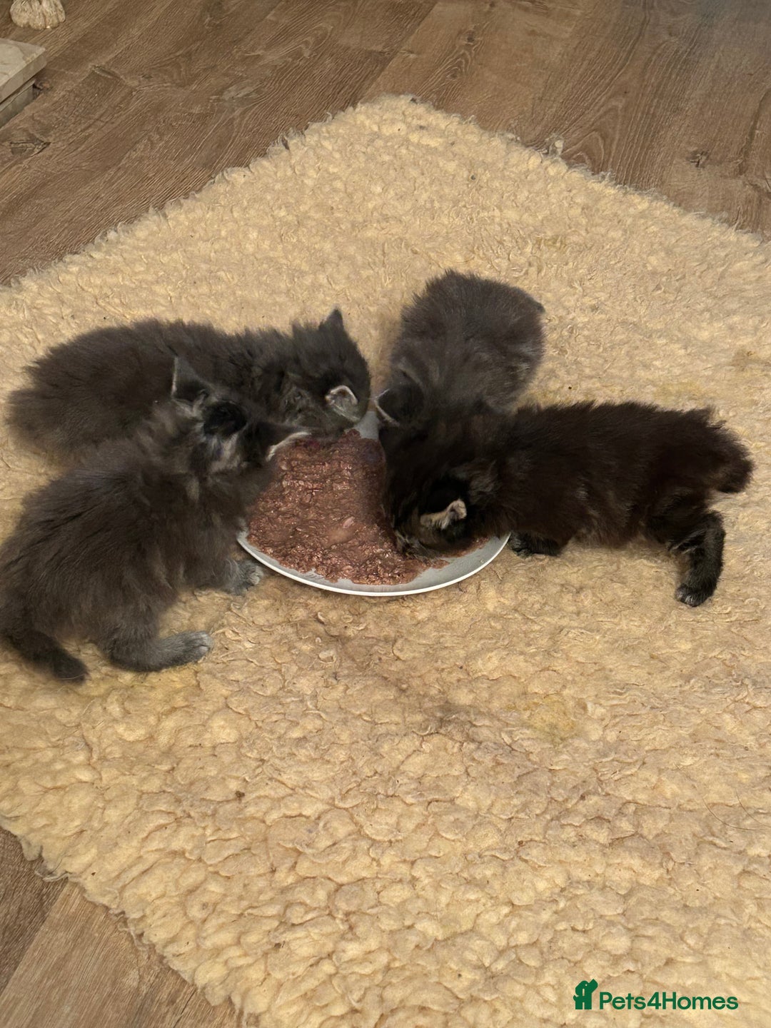 Mixed Breed cats for sale: Adorable kittens - Advert 11