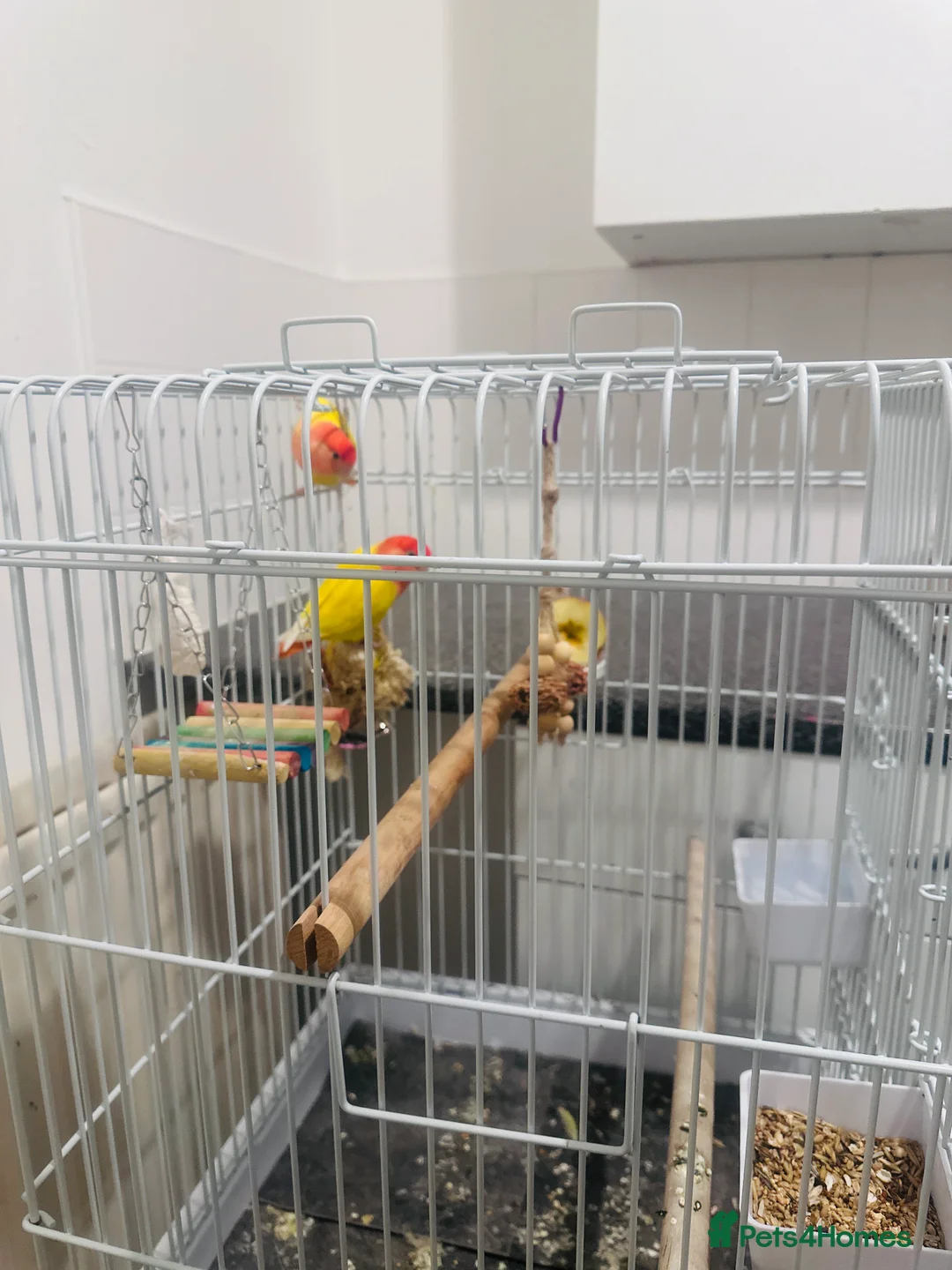 Lovebirds birds for sale: Two yellow lovebirds with the cage  in Wallsend - Advert 2