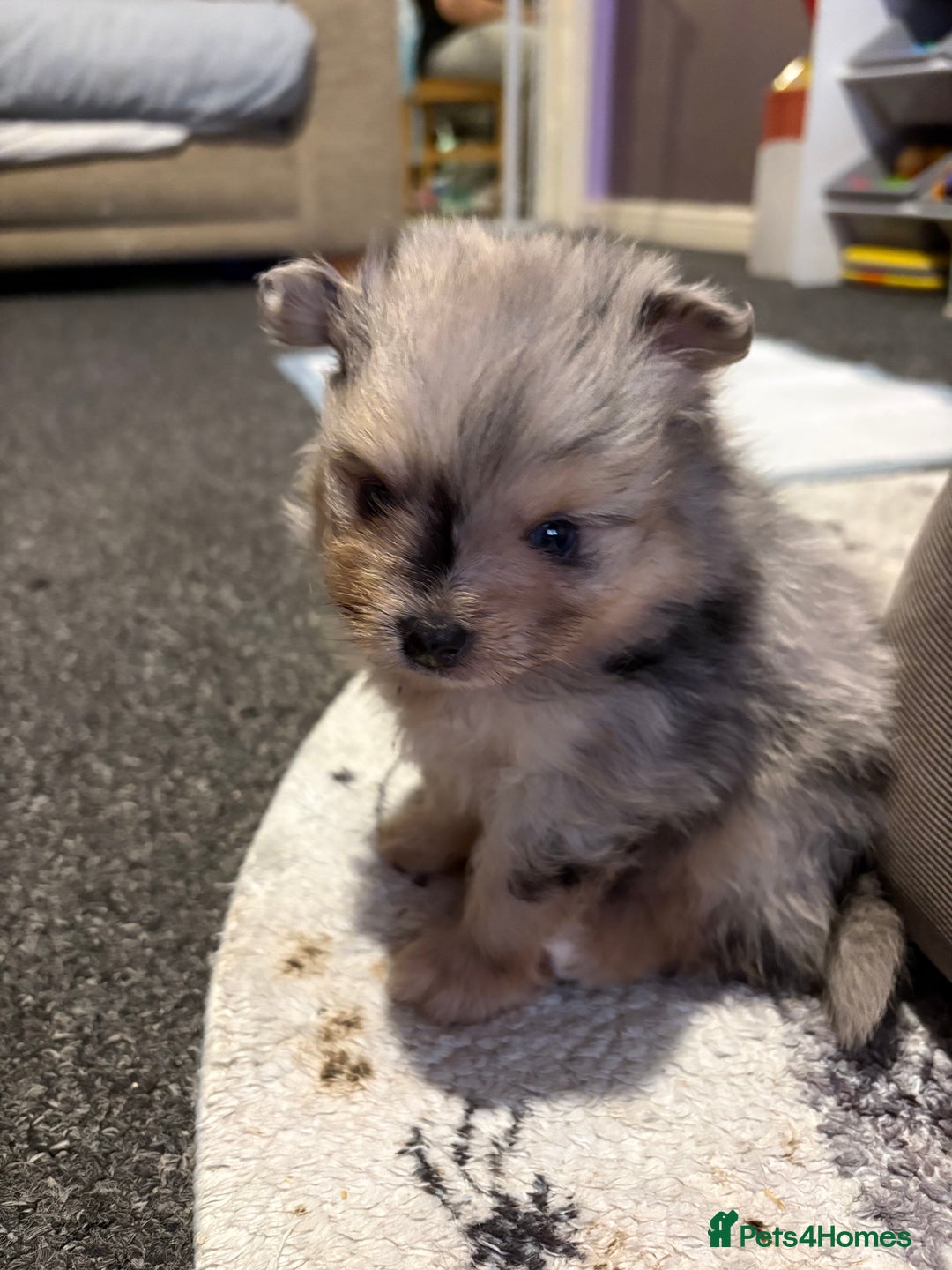 Pomeranian dogs for sale: 1 male 1 female  - Advert 5