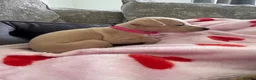 Italian Greyhound dogs for sale: 🏡 Italian greyhound puppies ready soon 🏡 - Advert 31