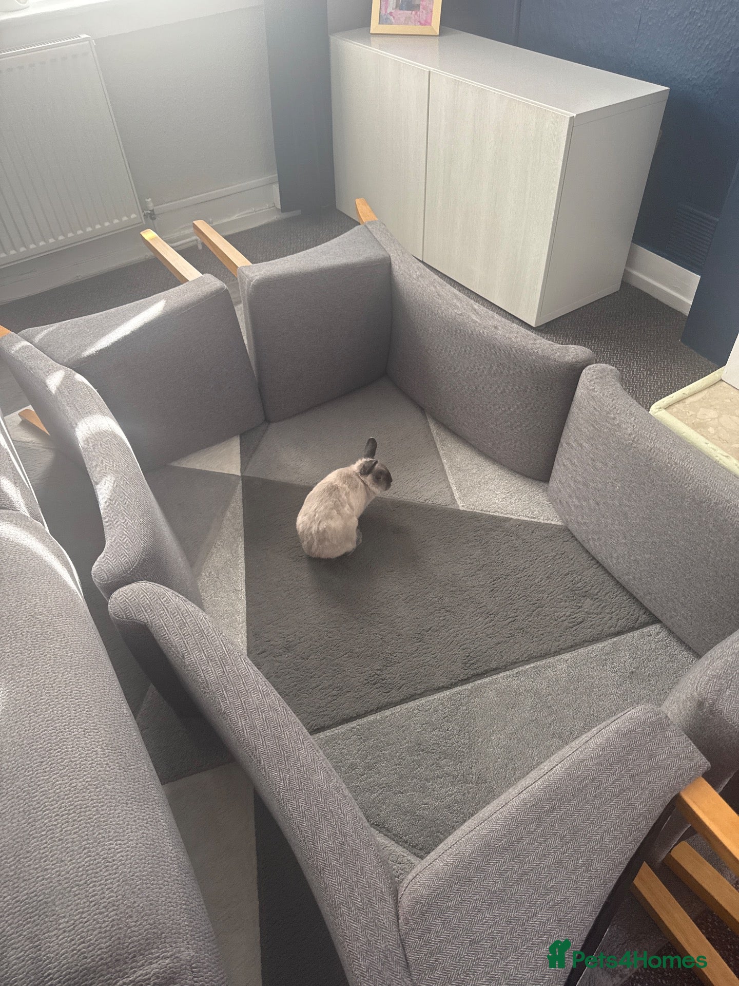 Netherland Dwarf rabbits Thumper  - Advert 1