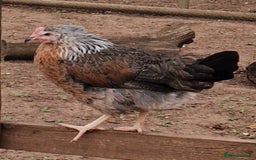 Chickens poultry for sale: Hybrid Hens for Sale - Image 9