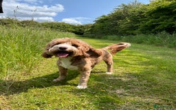 Australian Labradoodle dogs for sale: Aussie Doodles - 1 boy & 1 girl available  - Image 8