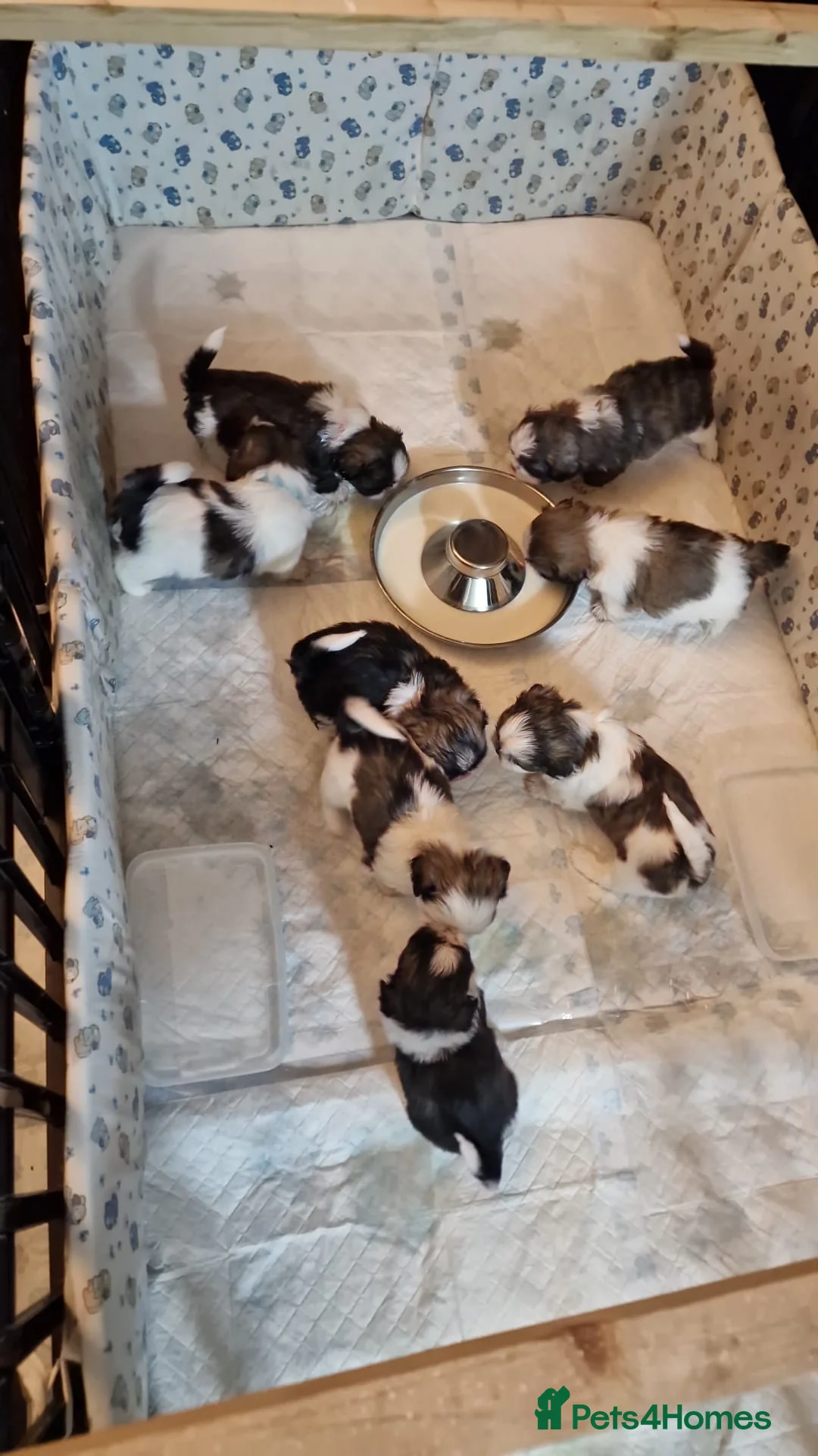 Shih Tzu dogs for sale: Shih Tzu Puppies – 5 Available | 7 Weeks Old 🐶 in London - Advert 14