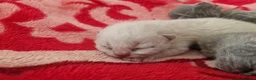 British Shorthair cats for sale: Rare British shorthair kittens - Advert 3
