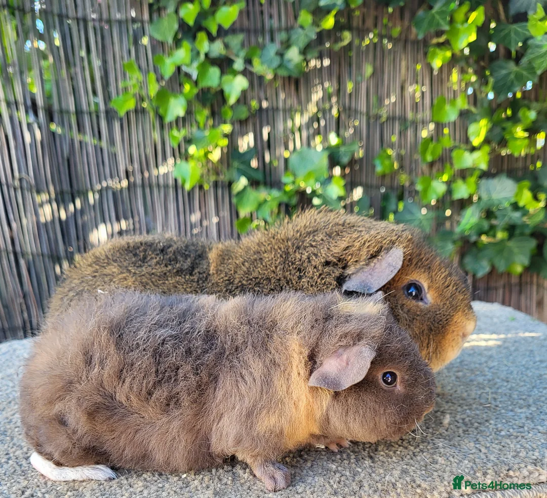 Guinea Pig rodents for sale: Teddy Boar Pair - Advert 1