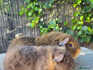 Guinea Pig rodents Teddy Boar Pair - Advert 4