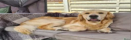 Golden Retriever dogs for sale: Stunning KC registered cream golden retrievers - Advert 8