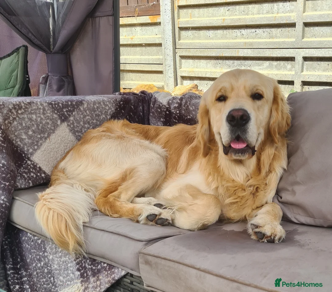 Golden Retriever dogs for sale: Stunning KC registered cream golden retrievers - Advert 8