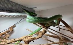 Rat Snake reptiles for sale: Male Rhino Rat Snake  - Advert 4