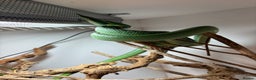 Rat Snake reptiles for sale: Male Rhino Rat Snake - Advert 4