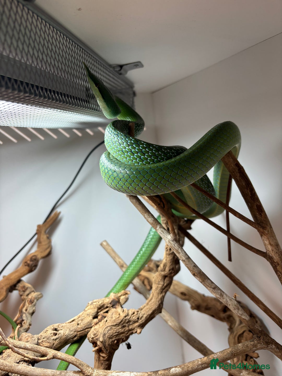Rat Snake reptiles for sale: Male Rhino Rat Snake  - Advert 4