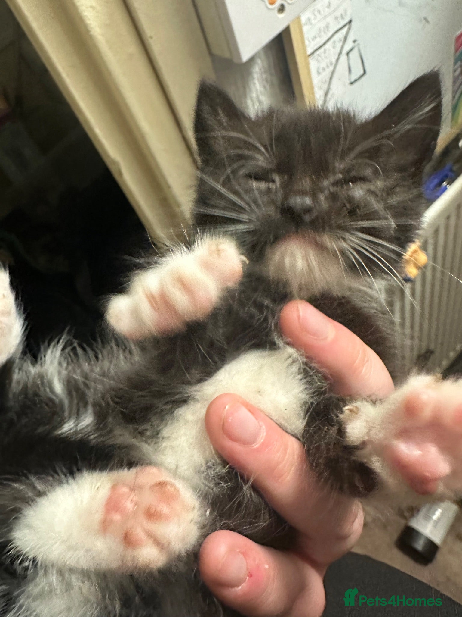 Turkish Angora cats Two  tuxedo kittens for sale  - Advert 1