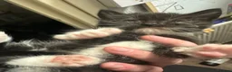 Turkish Angora cats for sale: Two  tuxedo kittens for sale  - Advert 1
