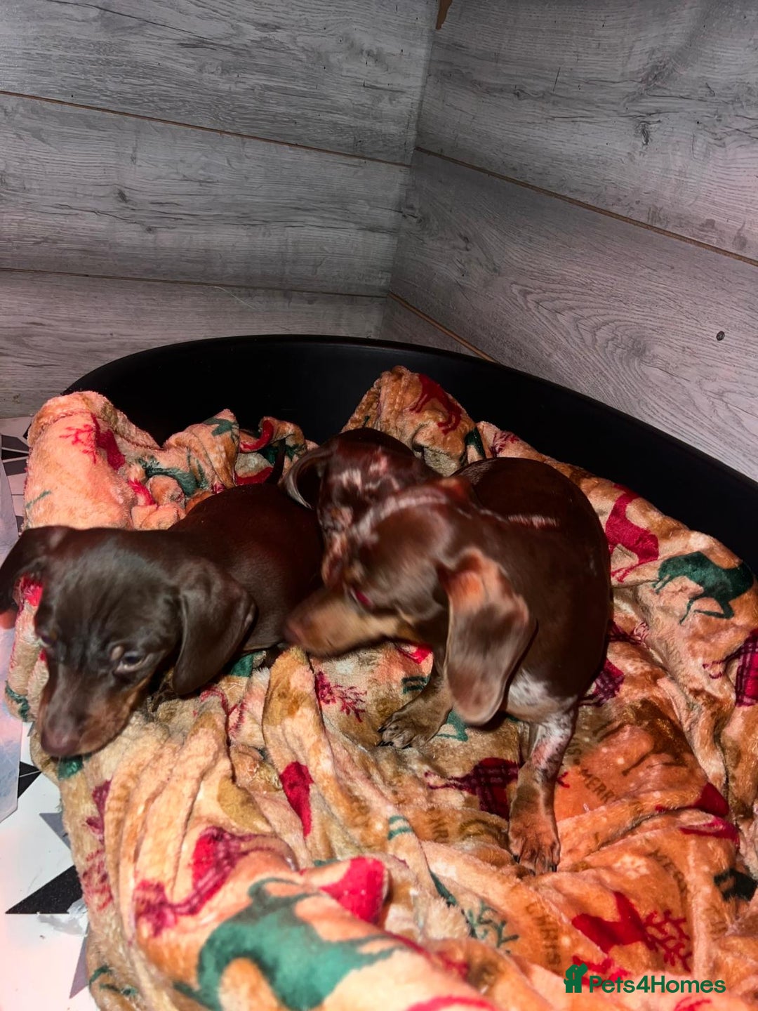 Miniature Dachshund dogs for sale: 3 beautiful mini sausages - Advert 11