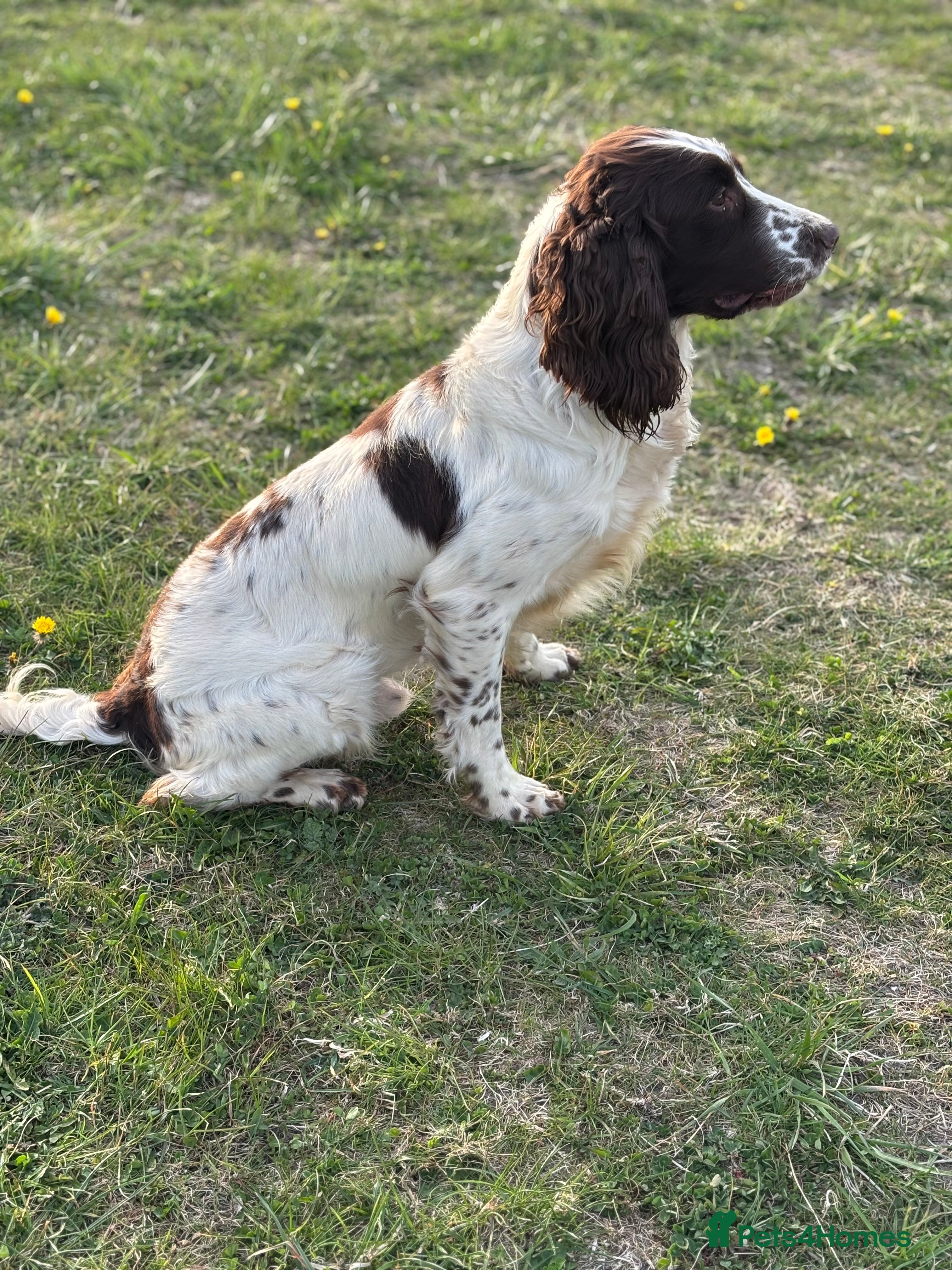 English Springer Spaniel dogs Zeb springer spaniel for stud - Advert 3