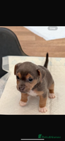 Jack Russell dogs - Advert 7