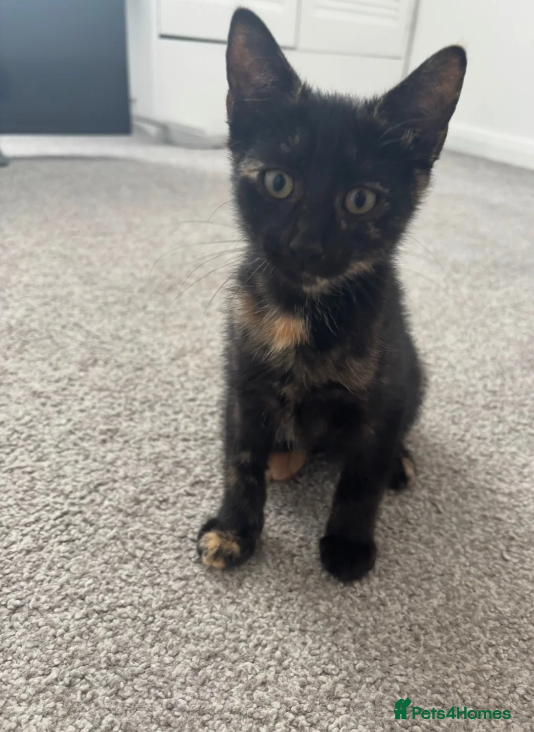 Domestic Shorthair cats for sale: Female kitten in Chatteris - Advert 2
