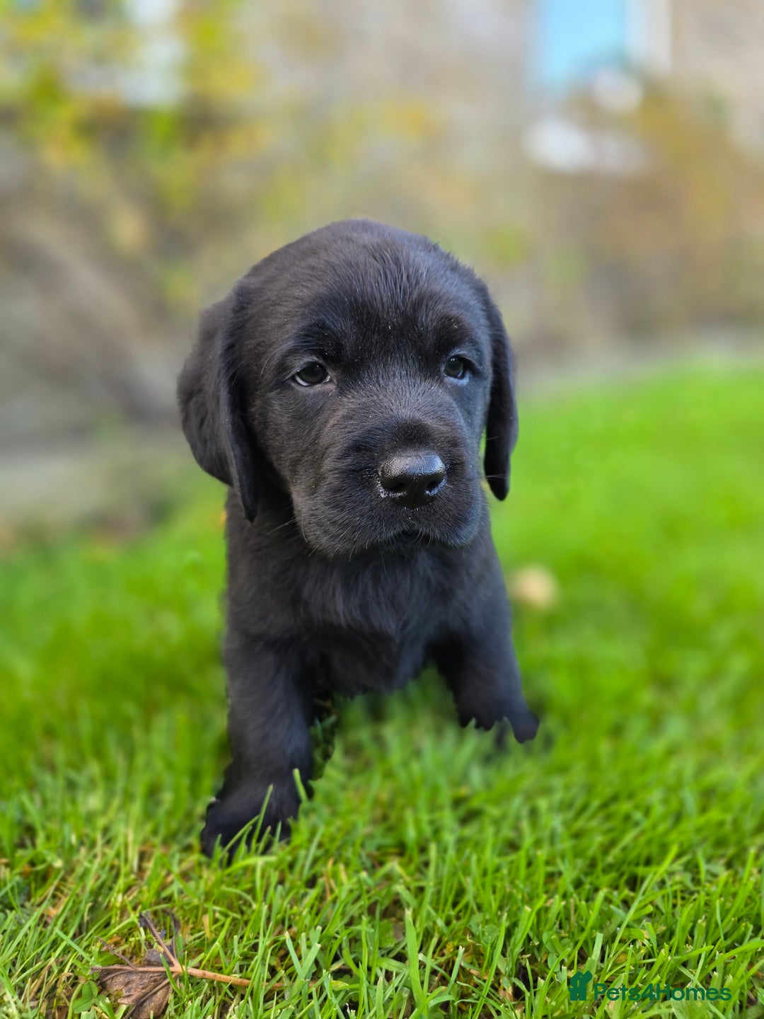 Labrador Retriever dogs for sale: High Quality Black Labrador Puppies - Advert 13