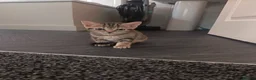 Mixed Breed cats for sale: 3 beautiful kittens ready for new homes 🏠 - Advert 5