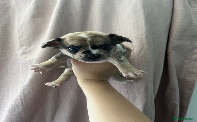 Chihuahua dogs - Advert 2