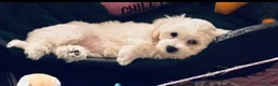 Mixed Breed dogs for sale: Last girl 🩷 coton de Tular x Maltese  - Advert 8
