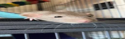 Rat rodents for sale: 4 dumbo rats + cage, food and accessories  in Esher - Advert 17