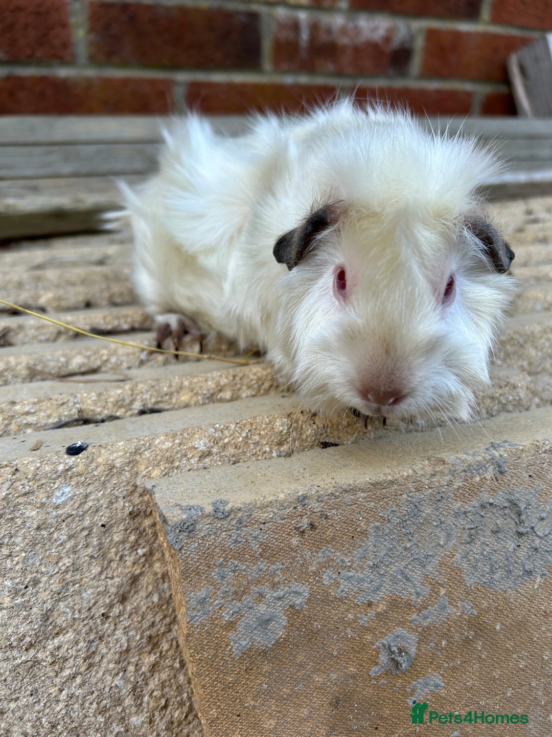 Guinea Pig rodents for sale: Female guinea pigs  - Image 2
