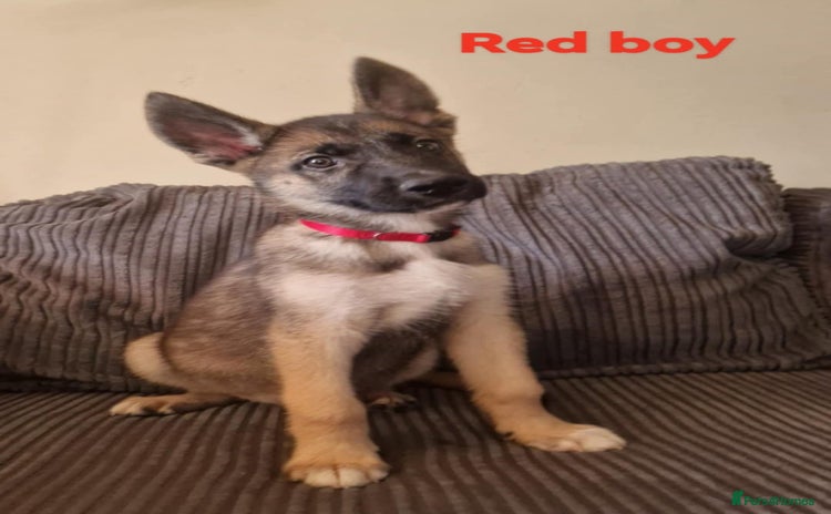 Shepsky dogs - Advert 1