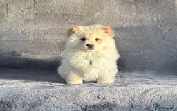 Siberian Husky dogs for sale: Stunning exotic colour chowsky puppies for sale  - Image 17