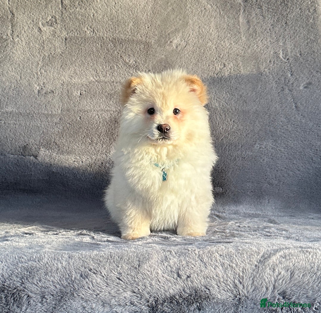 Siberian Husky dogs for sale: Stunning exotic colour chowsky puppies for sale  - Image 17