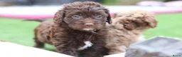 Cavapoo dogs for sale: F1 rare chocolate/choc Merle Cavapoo pups - Advert 19