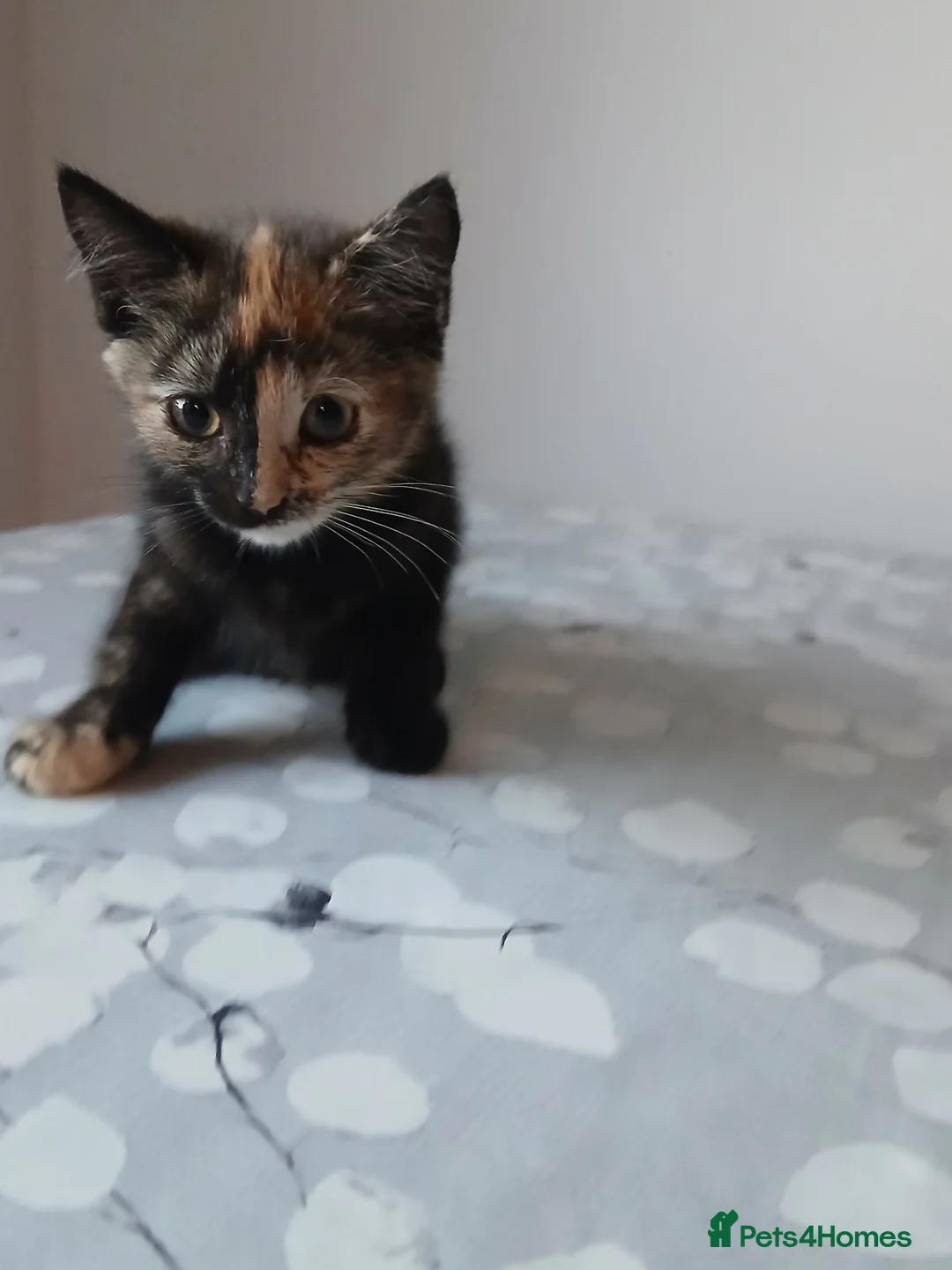 Mixed Breed cats for sale: 4 lovely female kittens ready now - Advert 5